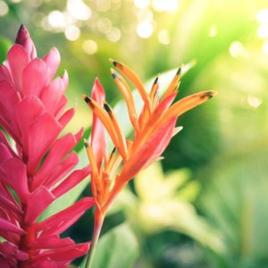 Making Relationships Work, The Hidden Power of Truth, Hawaiian flowers