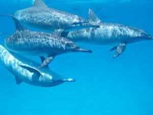Making Relationships Work, The Hidden Power of Truth, dolphins swimming